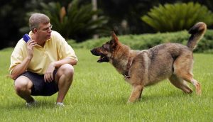 dog coaching